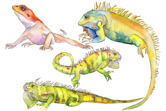 Unleash Creative Freedom with Animal Iguaana Watercolor Graphics